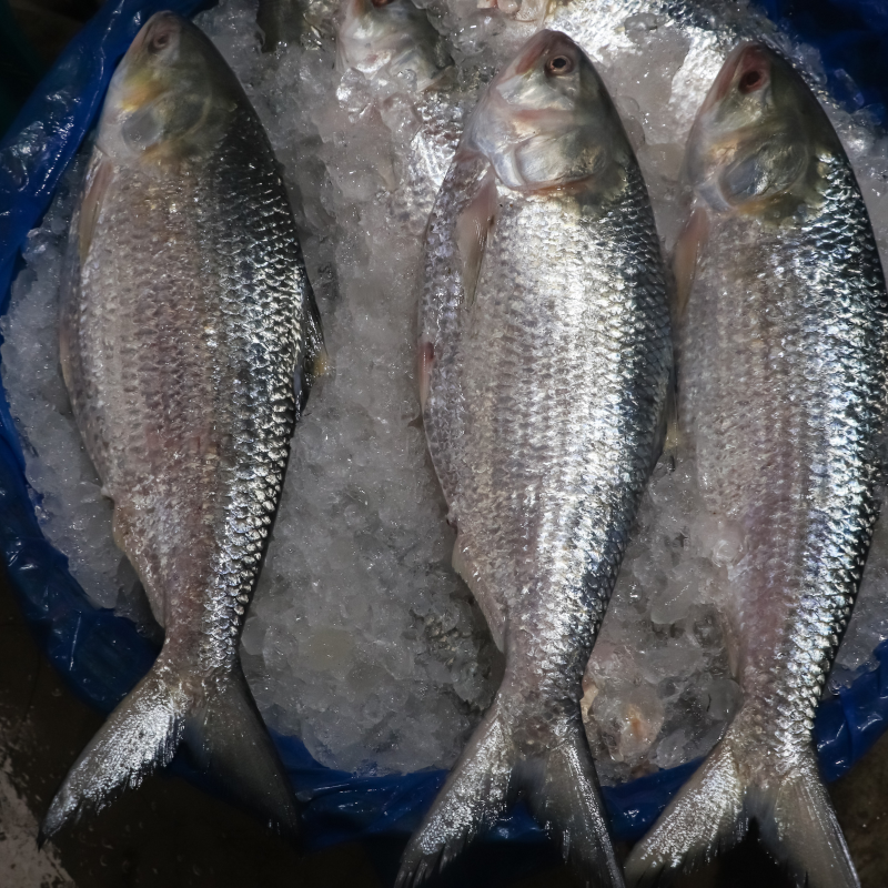chadpur-hilsa-2.png Hilsa Fish | ইলিশ মাছ (1kg) - Image 1